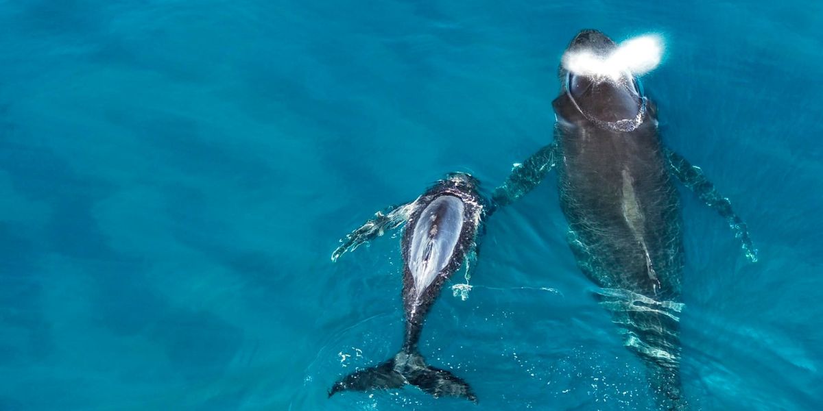aerial view of a mother whale and her calf in the ocean