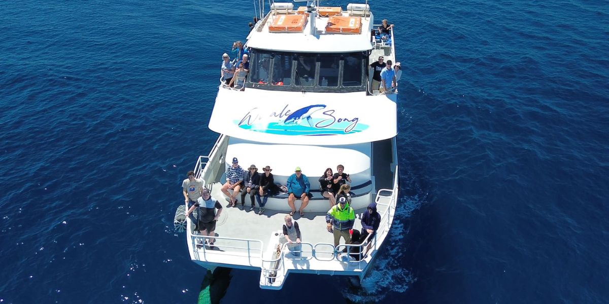 Aerial view of whale song, all sea charters 360 degree viewing of whales