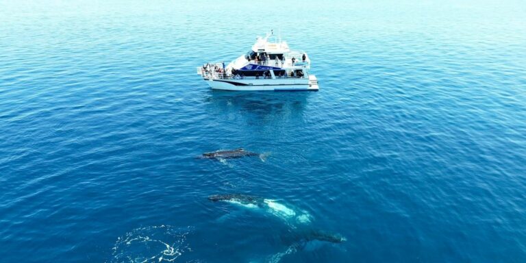 whale watching tour busselton