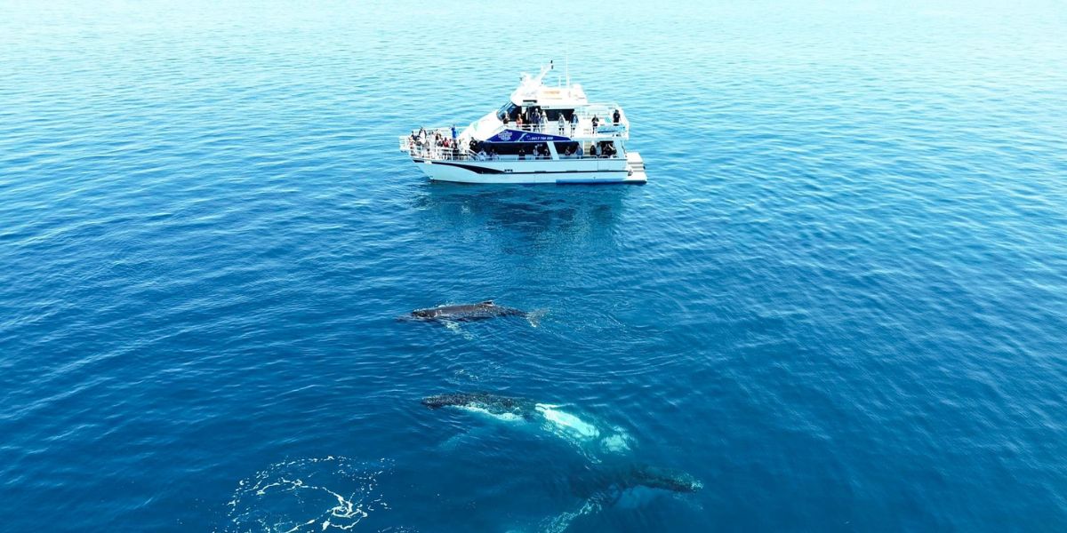aerial view of whale song (vessel) and a mother whale with her calves