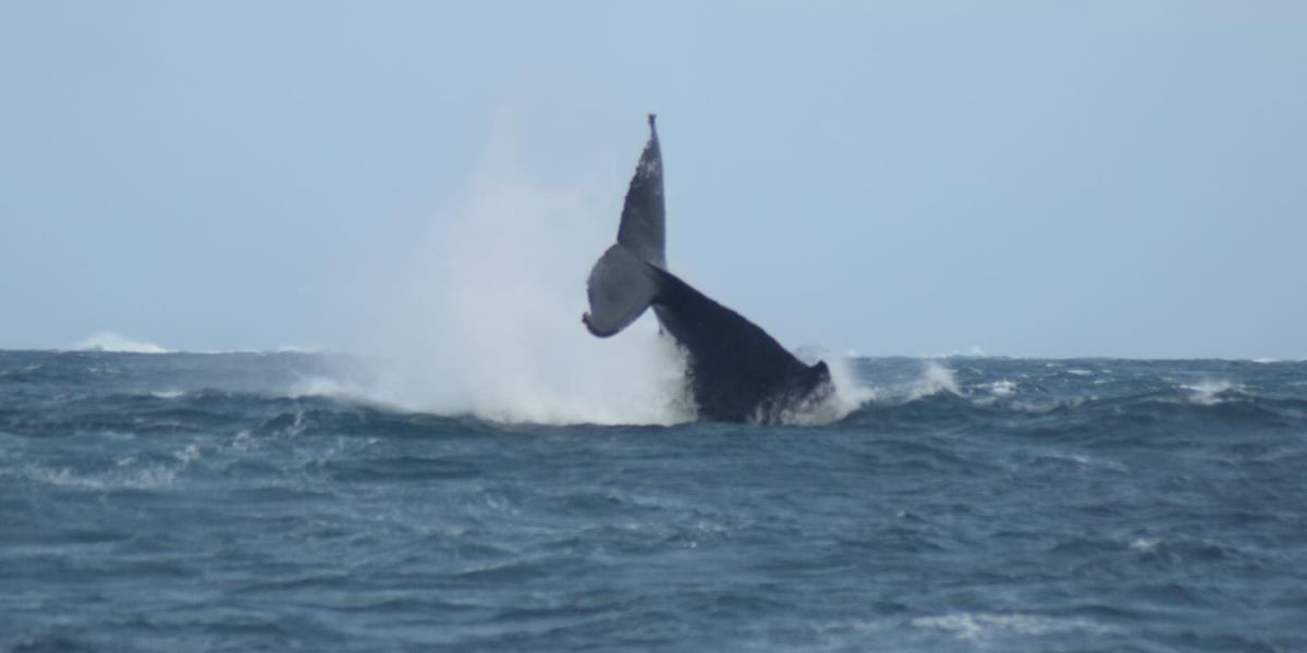 whale watching augusta tail flip all sea charters