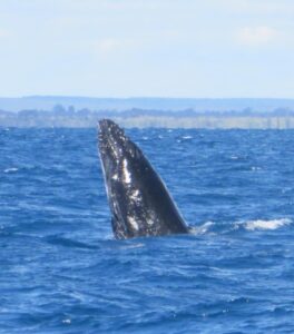 Understanding Whale Behaviours: Breaches, Tail-Slaps, and Spy-Hops