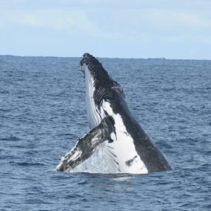 humpback breaching