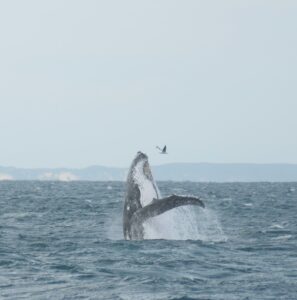 whale breach