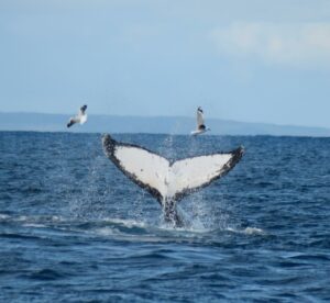 whale tail and sea birds