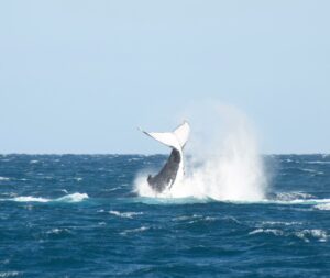 whale tail flip