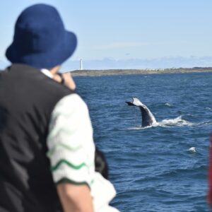 whale tail with a lighhouse