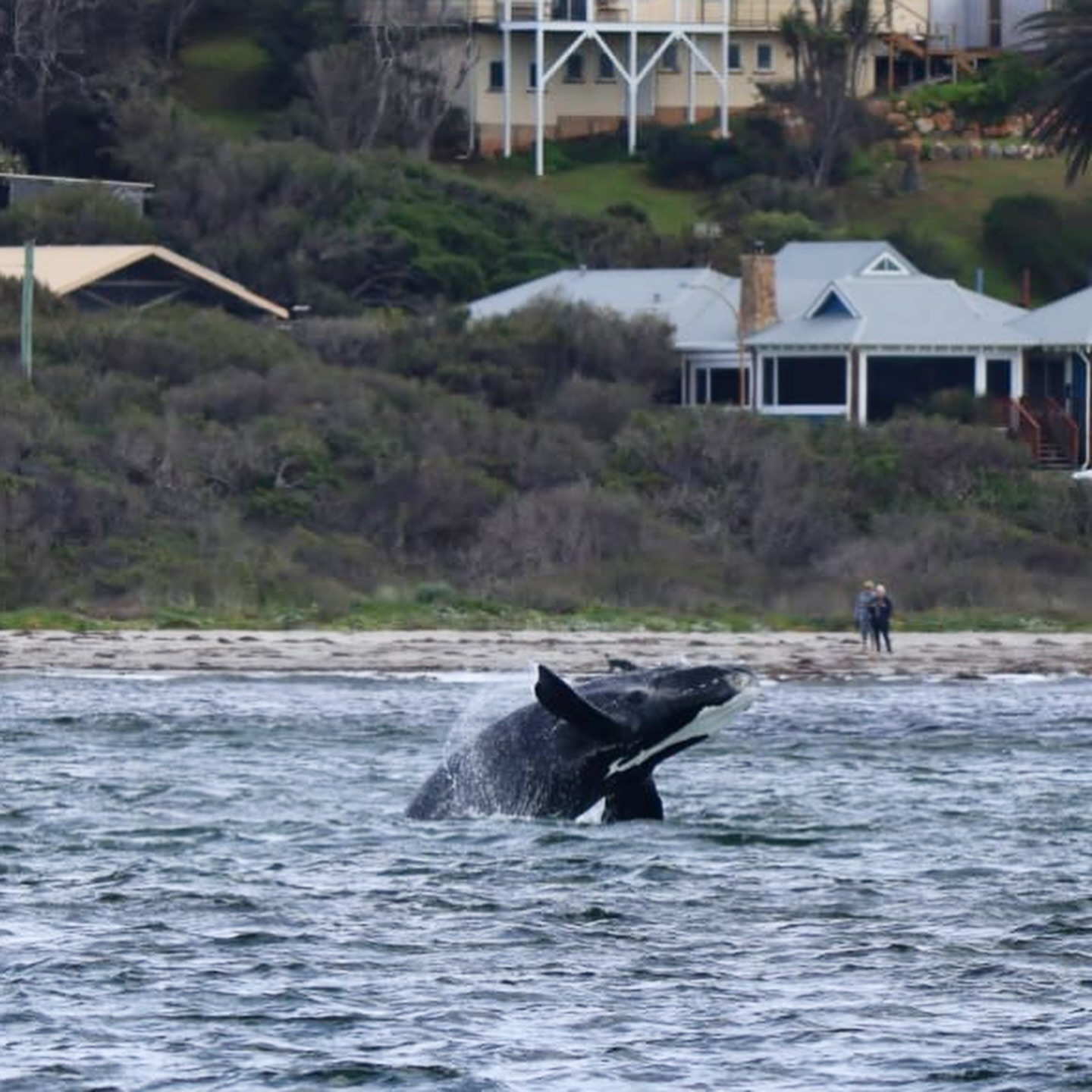 all sea charters southern right calf first jump