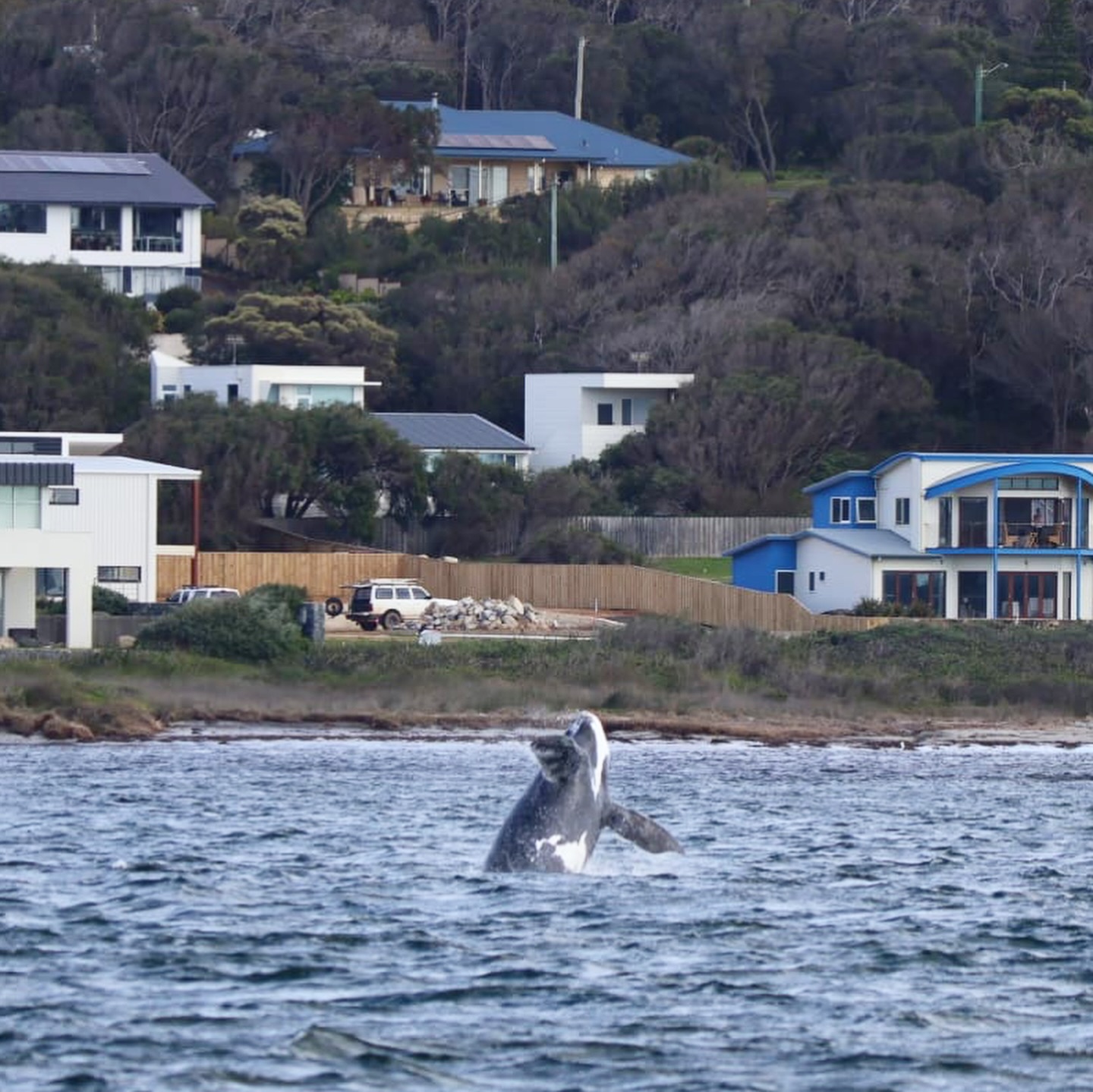 all sea charters southern right calf jumping augusta