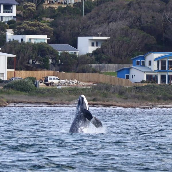 all sea charters southern right calf jumping